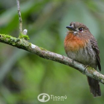 The Nicest Bird-lodge of Colombia: Tinamu Birding Nature Reserve