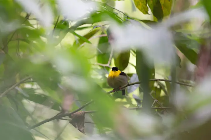 Golden-collared manakin (Manacus vitellinus)