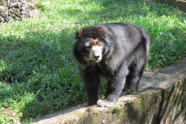 Spectacled Bear rescued at La Planada Nature Reserve. Itd name is Arcoiris (Rainbow)