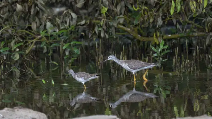 Lesser and Greater Yellowlegs - Tringa flvipes and Tringa melanoleuca