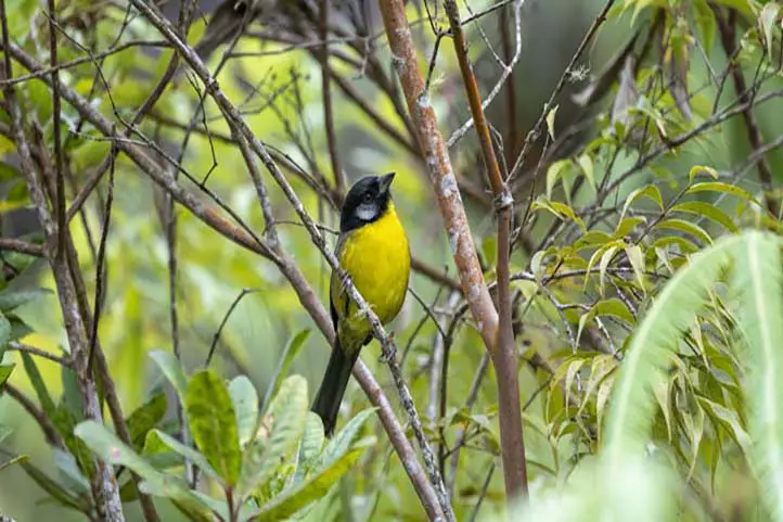 Santa Marta Brushfinch - Atlapetes melanocephalus