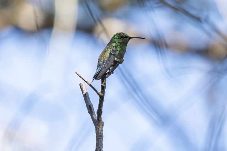 Shining–green Hummingbird - Lepidopyga goudoti 