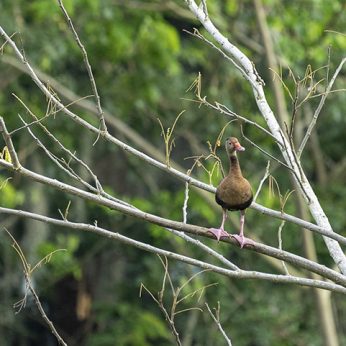 Top Wetland Destination in Valle del Cauca for Birding: Laguna de Sonso