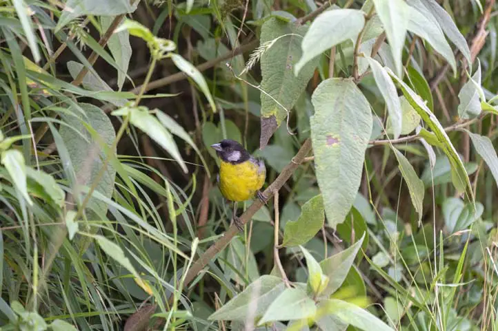 Santa Marta Brushfinch - Atlapetes melanocephalus 