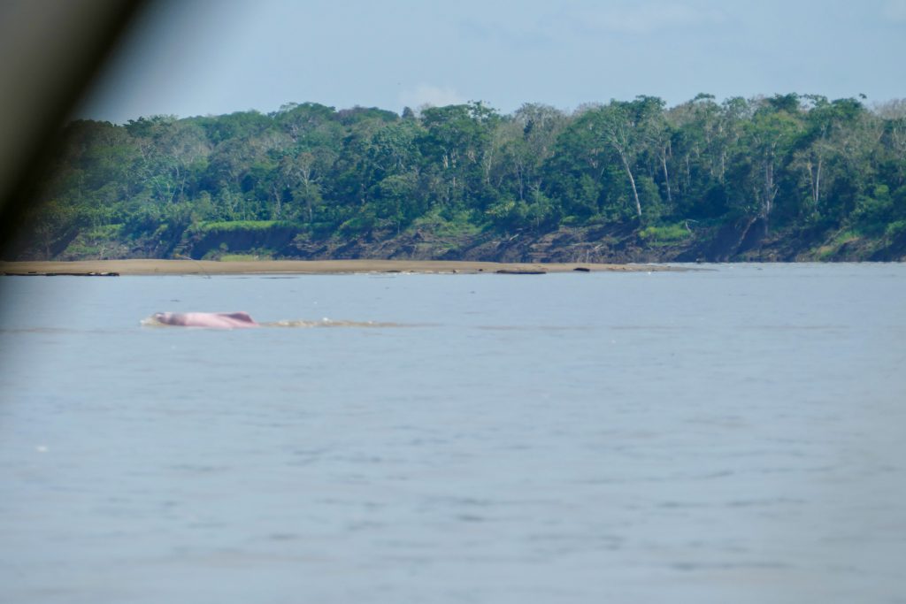 Amazon river dolphin at Puerto Nariño, Amazonas department, Colombia.
