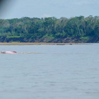 Best Amazon River Dolphin Spots in Colombia ( A.k.a. Pink River Dolphin)