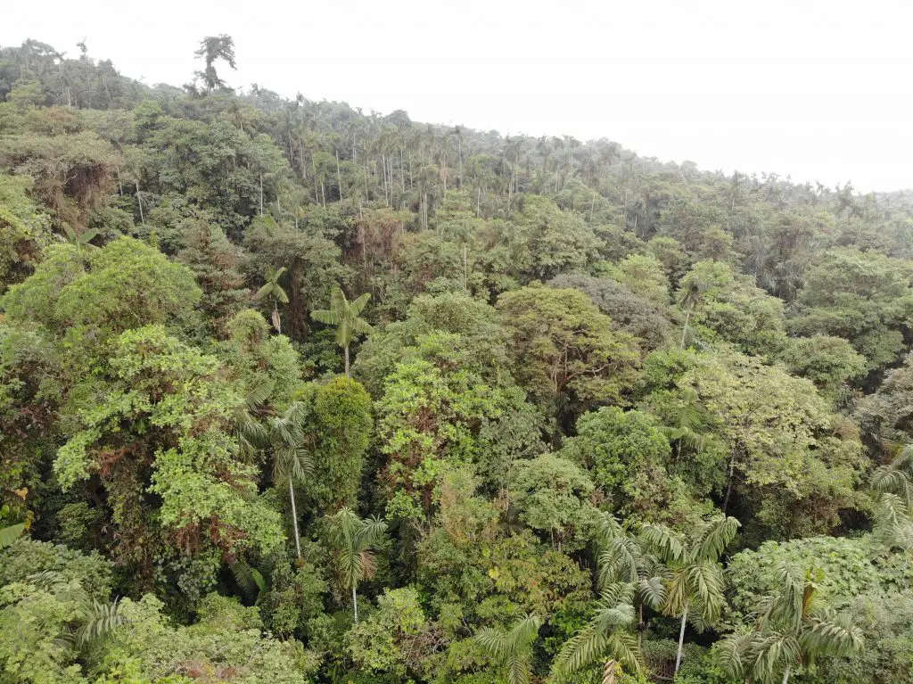 Pristine premontane rainforest at Rio Ñambi Nature Reserve