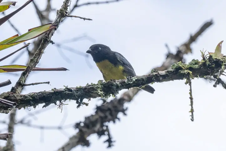 Black-and-gold-Tanager-Bangsia-melanochlamys