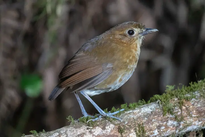 Brown-banded-Antpitta-Grallaria-milleri