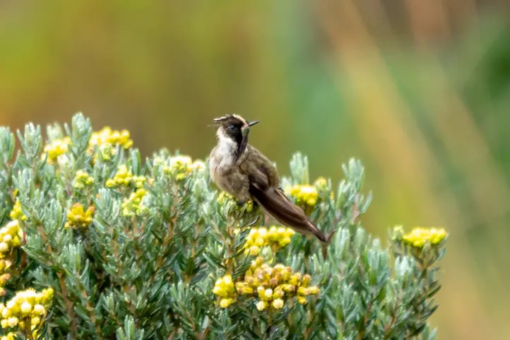 Buffy-Helmetcrest-Oxypogon-stubelii