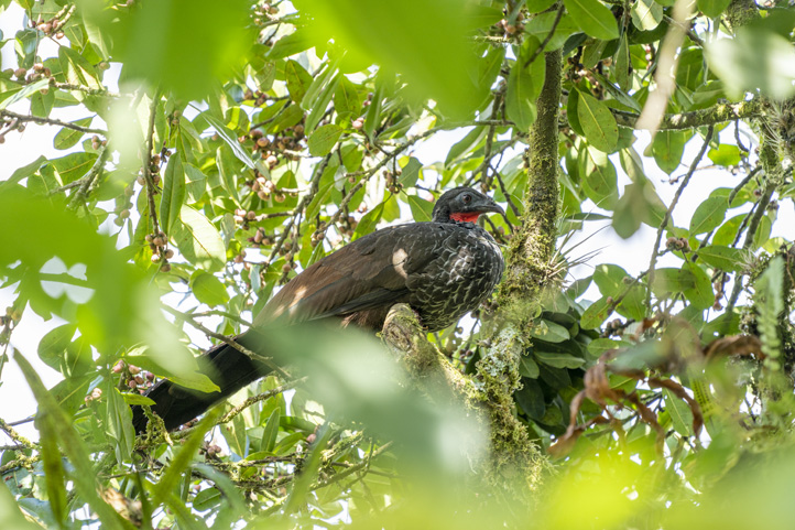 Top 7 Unmissable Birding Spots in Risaralda in the Coffee Triangle