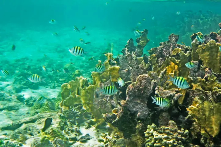 Coral Reef Fishes at natural national park Corales del Rosario y de San Bernardo. Ph. ©Parques Nacionales