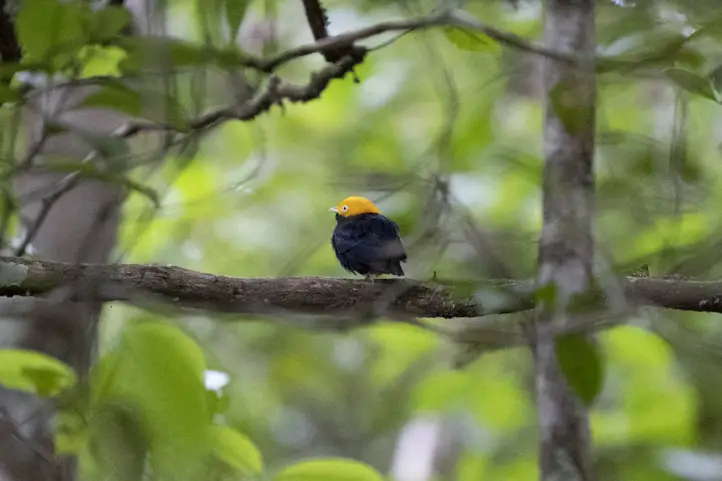 Golden-headed Manakin – Ceratopipra erythrocephala