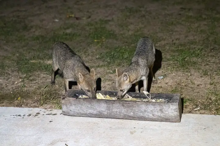 In the photo two forest foxes (Cerdocyon thous), one of the species that has been increasing its population thanks to conservation in Mururito.