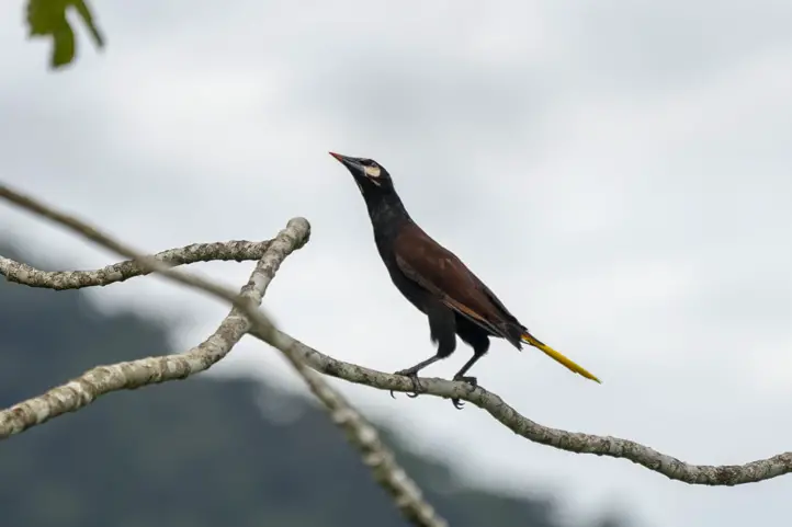 Baudó Oropendola - Psarocolius cassini