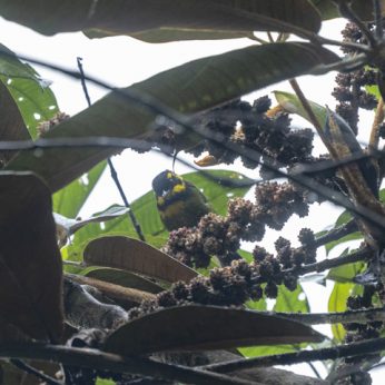 Top 7 Unmissable Birding Spots in Risaralda in the Coffee Triangle