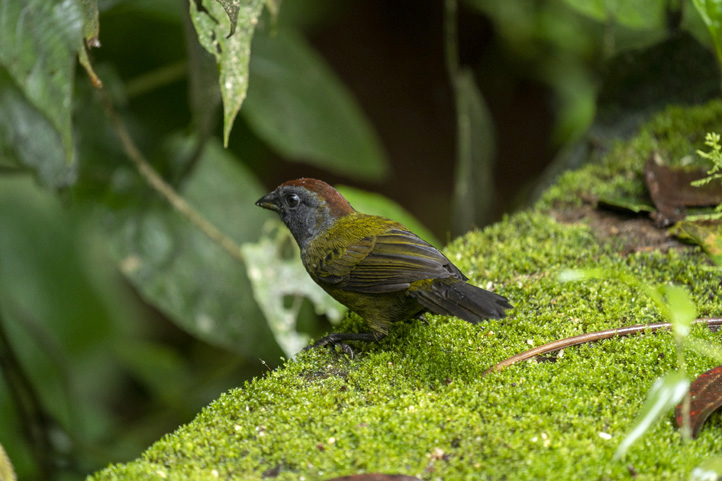 Olive-Finch-Arremon-castaneiceps