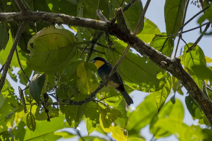 Purplish-mantled-Tanager-Iridosornis-porphyrocephalus