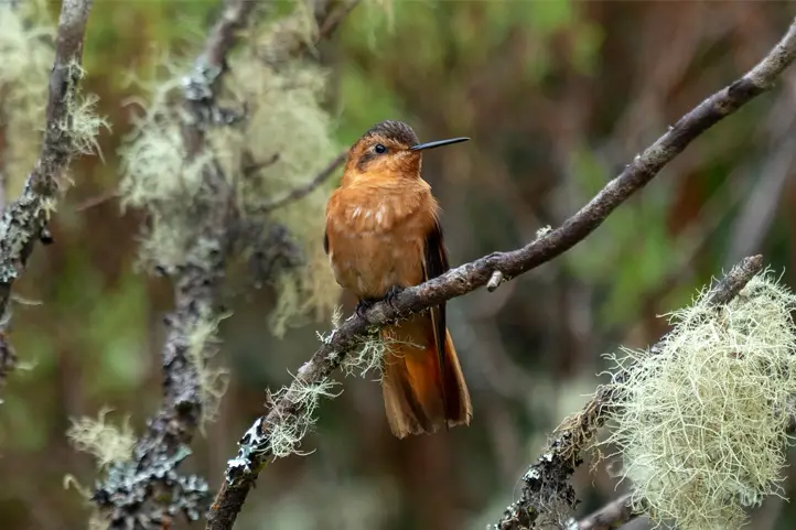 Shining-Sunbeam-Aglaeactis-cupripennis