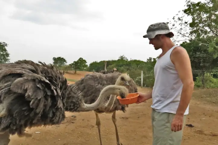 Ostrich Park, Puerto López, Meta