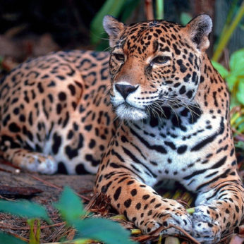 Jaguar Sighting Routes in Colombia and Latin America