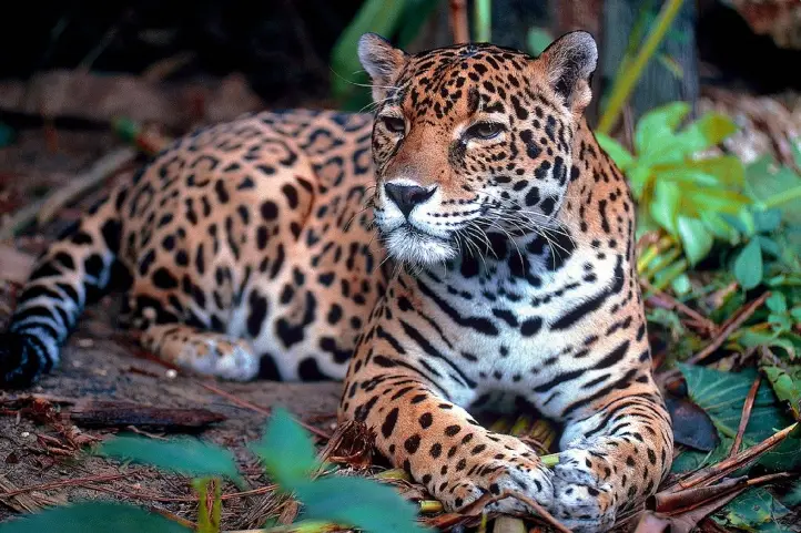 Next Jaguar Destination in Colombia