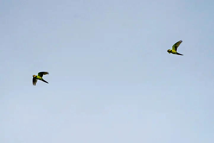 Yellow-eared Parrot