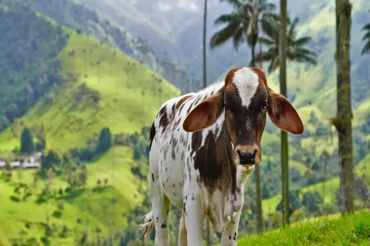 The Colombian Wax Palm is under serious risk of extinction, among the causes are deforestation for agriculture and livestock.