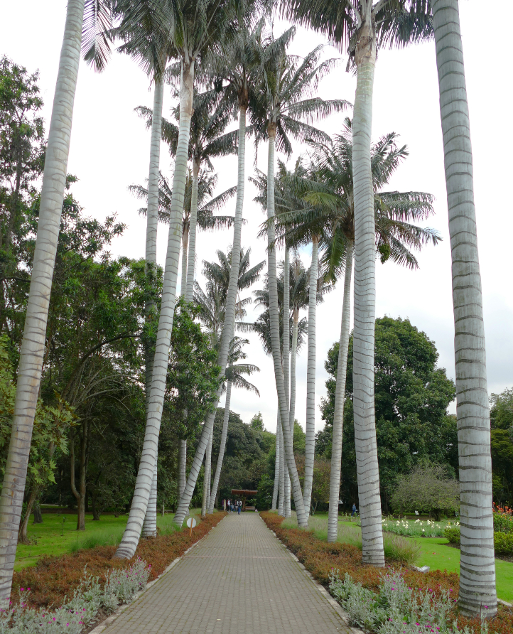 The Wax Palm at the botanical garden of Bogotá José Celestino Mutis