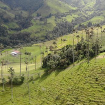 The Unique Wax Palm Forests Landscape Destinations in Colombia