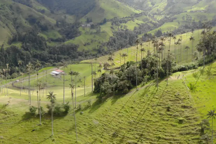 Wax Palm at The Cocora Valley - Quindío