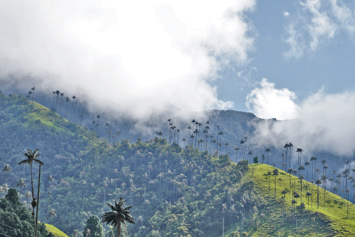 86% of the wax palm forests are found in Toche