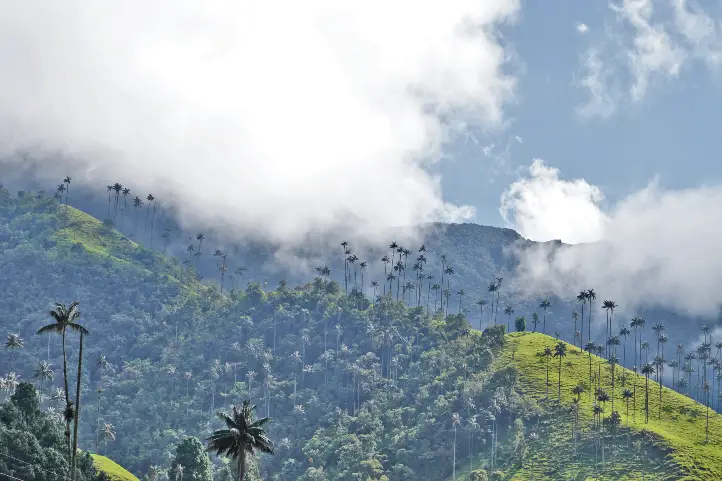 86% of the wax palm forests are found in Toche