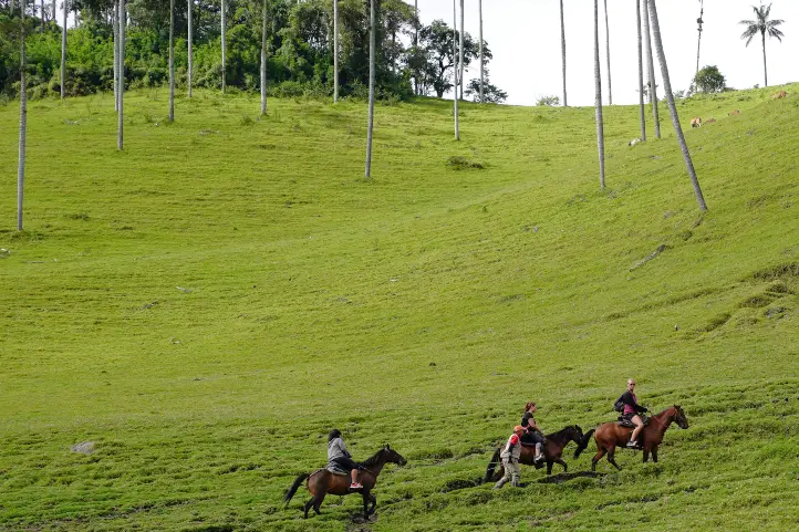 Guided horseback ride through the Cocora Valley