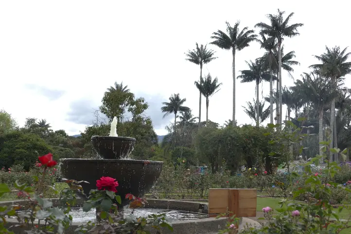 The Wax Palm at the botanical garden of Bogotá José Celestino Mutis