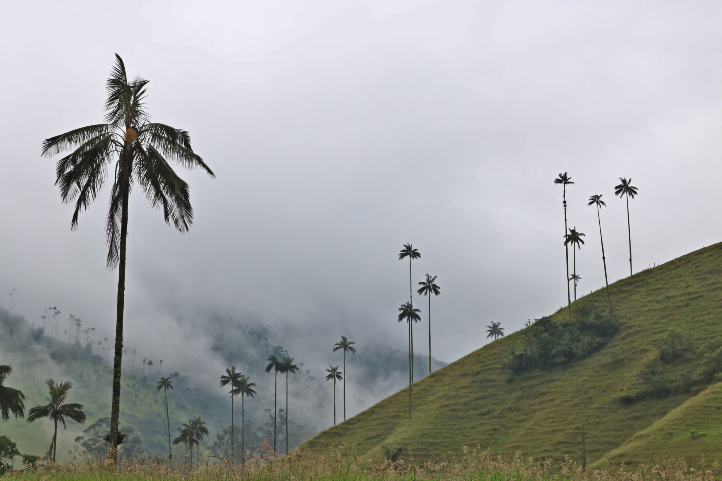 The wax palm, Ceroxylon quindiuense (Karsten) Wendl, was proposed by Armando Dugand as the national tree of Colombia.