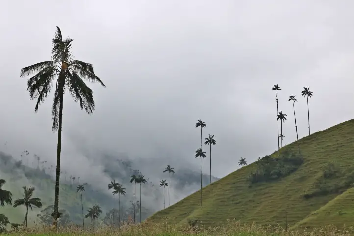 The wax palm, Ceroxylon quindiuense (Karsten) Wendl, was proposed by Armando Dugand as the national tree of Colombia.