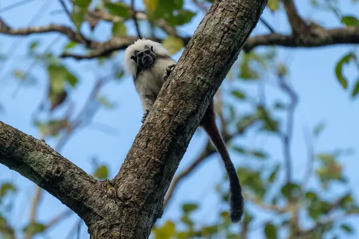 The critically endangered cotton-top tamarin (Saguinus oedipus) at the Tití Project Foundation Reserve in Los Límites, Atlántico, Colombia