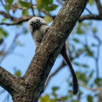 14 Unique Monkeys you Cannot Miss in Colombia