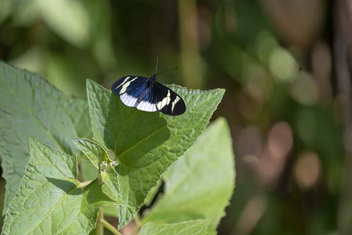 Butterfly watching in Minca, Sierra Nevada de Santa Marta