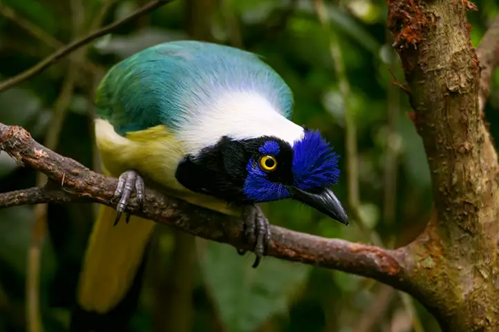 Green Jay - Cyanocorax yncas, La Reserva Biopark