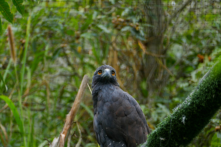 Eagle rescued at La Reserva Biopark in Cota, Bogotá, Colombia