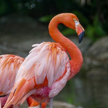 Top Zoos, Aquariums and Bioparks in Colombia