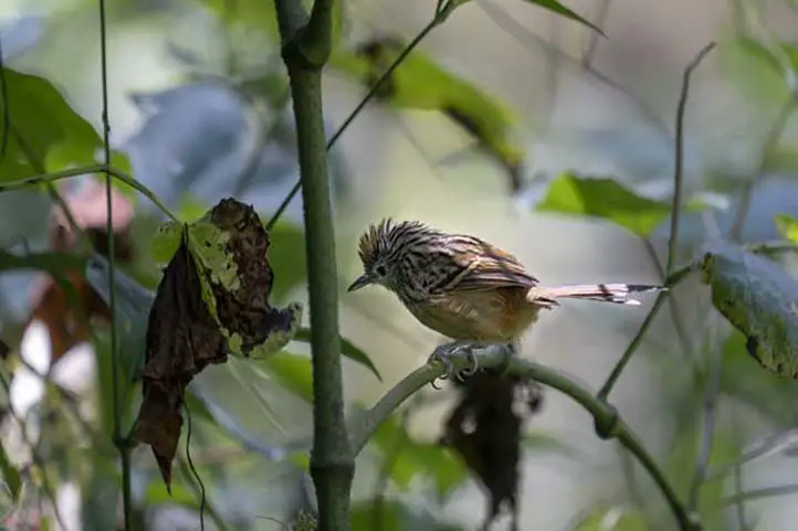 W Santa Marta Antbird - Drymophila hellmayri ENDEMIC