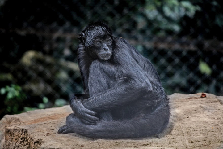 Black spider monkey was rescued after being abused in a circus ©The Guardian. 2019