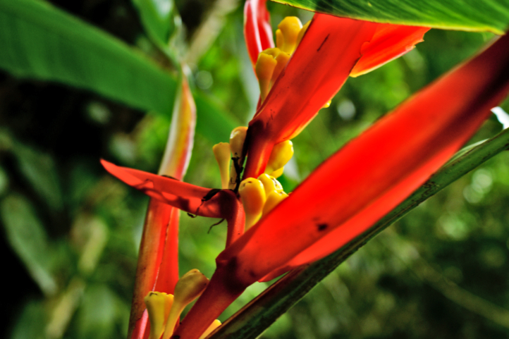 The National Collection of Heliconias is located in the Quindio Botanical Garden