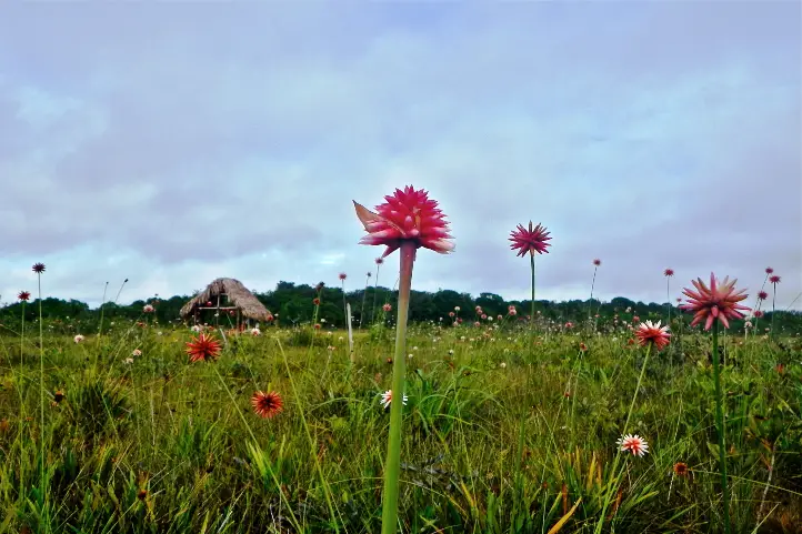 Flowers of Inírida, winter Guacamaya superba, and summer Schoenocephalium teretifolium.