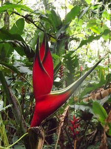 Heliconias