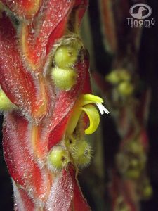 Heliconia vellerigera ©Tinamu Birding