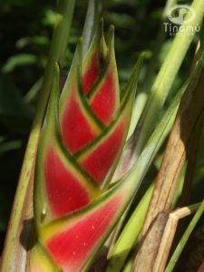 Heliconias